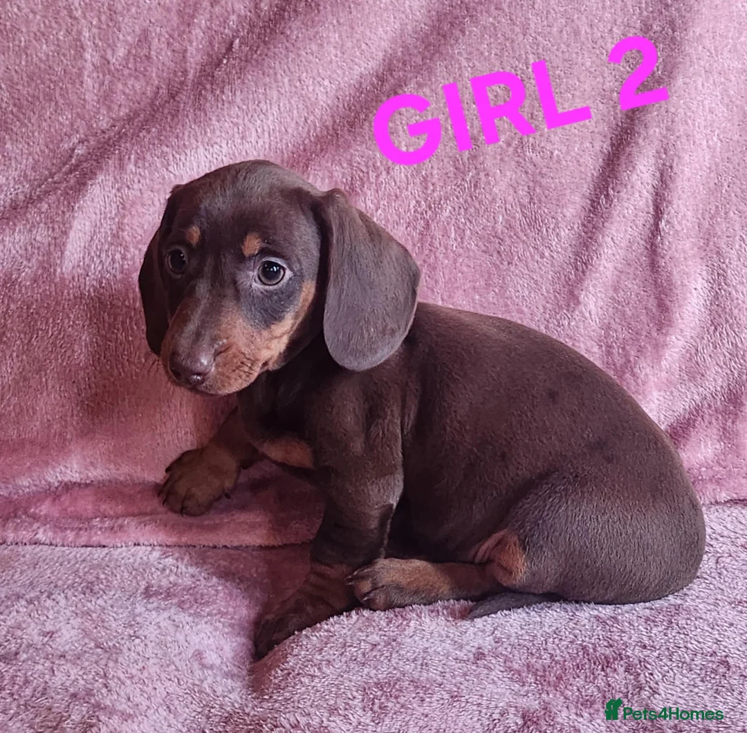 Miniature Dachshund dogs for sale: 🐶🐶8 stunning miniature dashund puppy’s  - Advert 5