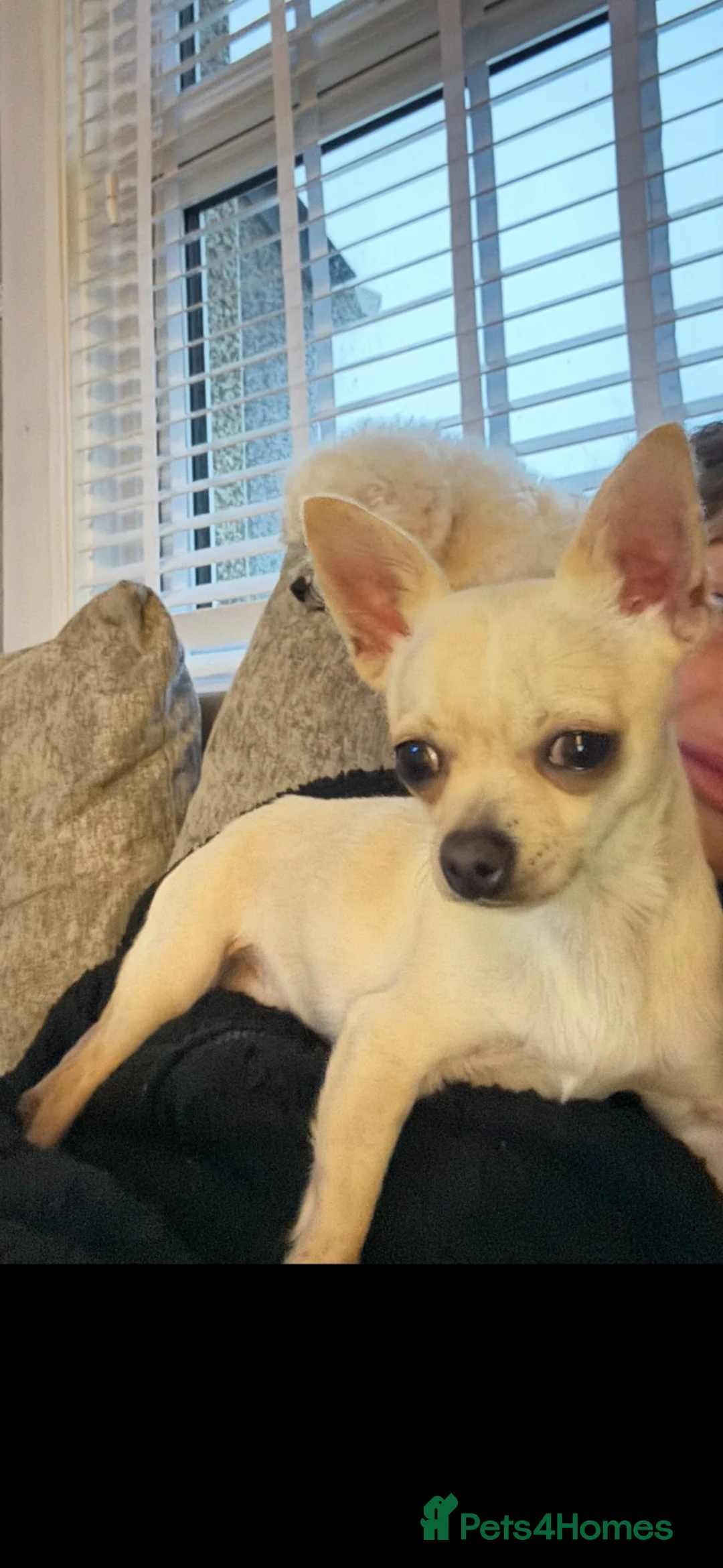 Mixed Breed dogs for sale: Bichon frise x chihuahua  - Advert 2