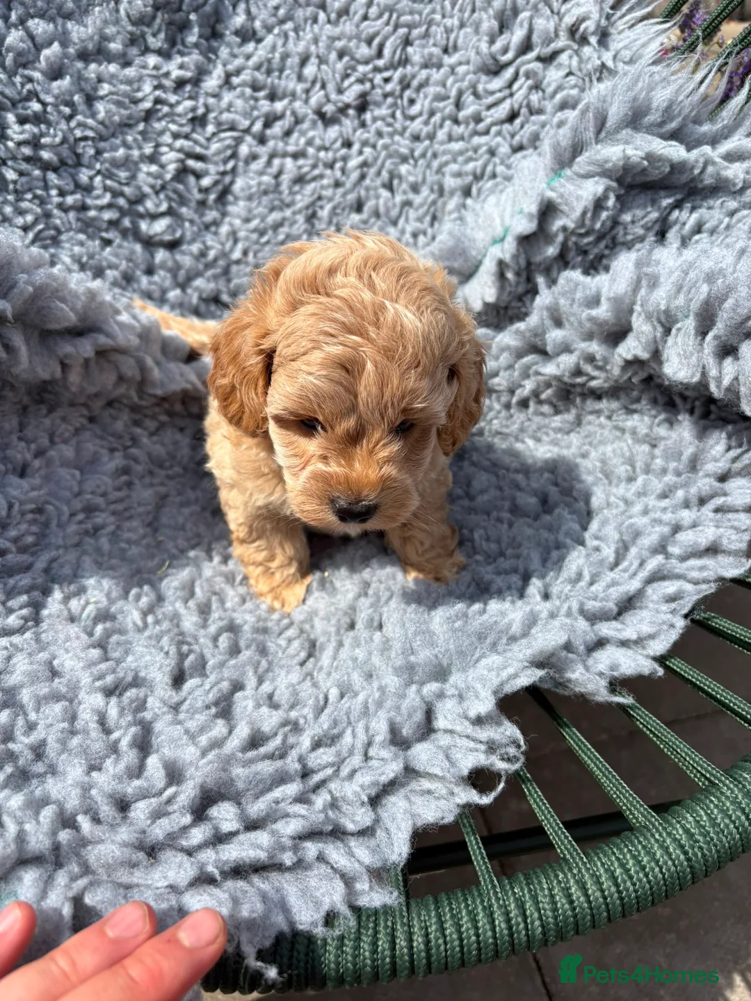 Shihpoo dogs for sale: Beautiful litter of shihpoo puppies - Advert 2