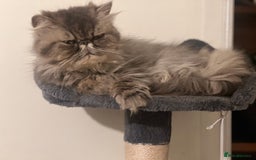Persian cats for sale: Beautiful Half Persian kittens for sale.  - Image 8