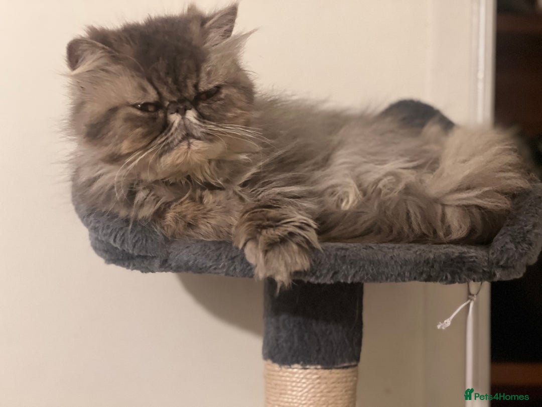 Persian cats for sale: Beautiful Half Persian kittens for sale.  - Image 8