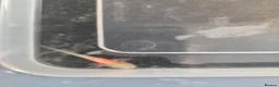 Axolotl reptiles for sale: Axolotl babies - Advert 2
