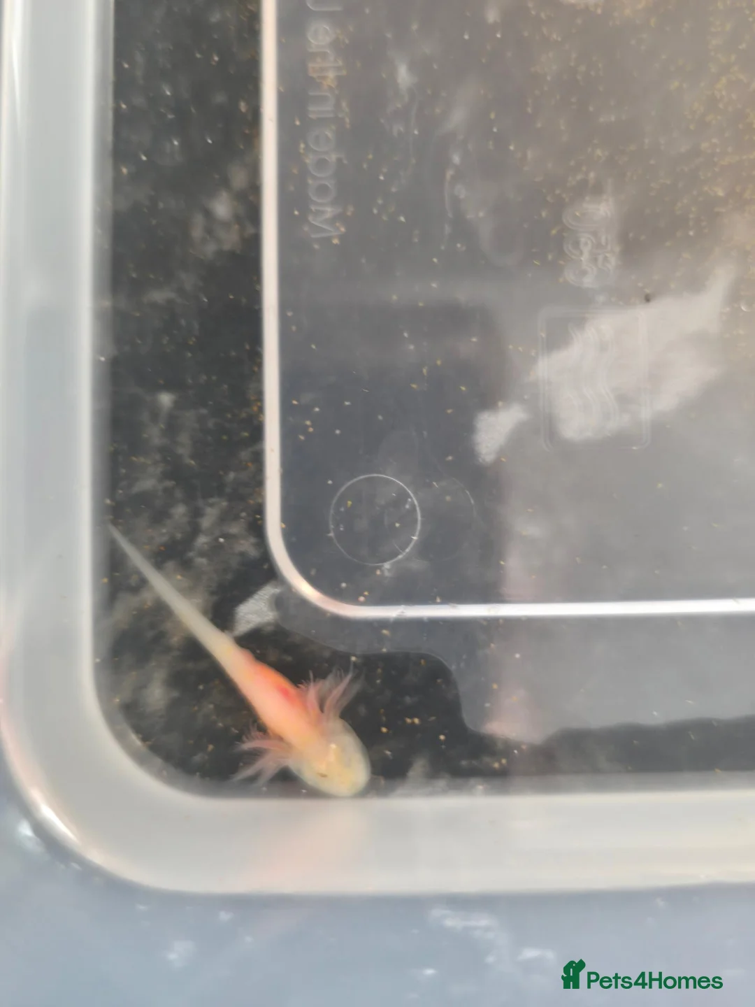 Axolotl reptiles for sale: Axolotl babies - Advert 2