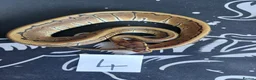 Python Snake reptiles for sale: Mixed royal python  - Advert 4