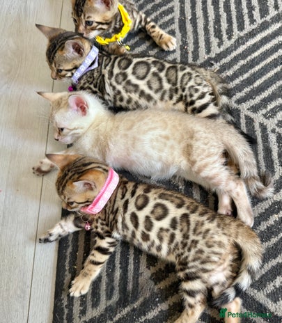 Bengal cats in Bristol - Advert 9