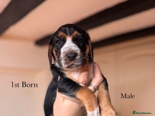 Mixed Breed dogs Beautiful Cocker Spaniel X Puppies - Advert 1