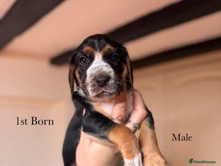 Mixed Breed dogs Beautiful Cocker Spaniel X Puppies - Advert 5