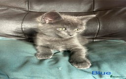 Maine Coon cats for sale: Maine Coon cross in Stoke-on-Trent - Image 6
