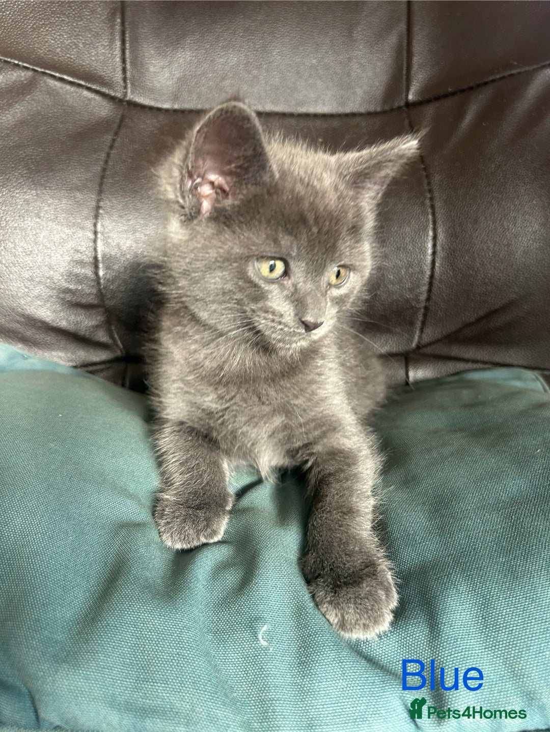 Maine Coon cats for sale: Maine Coon cross in Stoke-on-Trent - Image 6