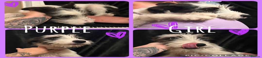 Mixed Breed Puppy 7