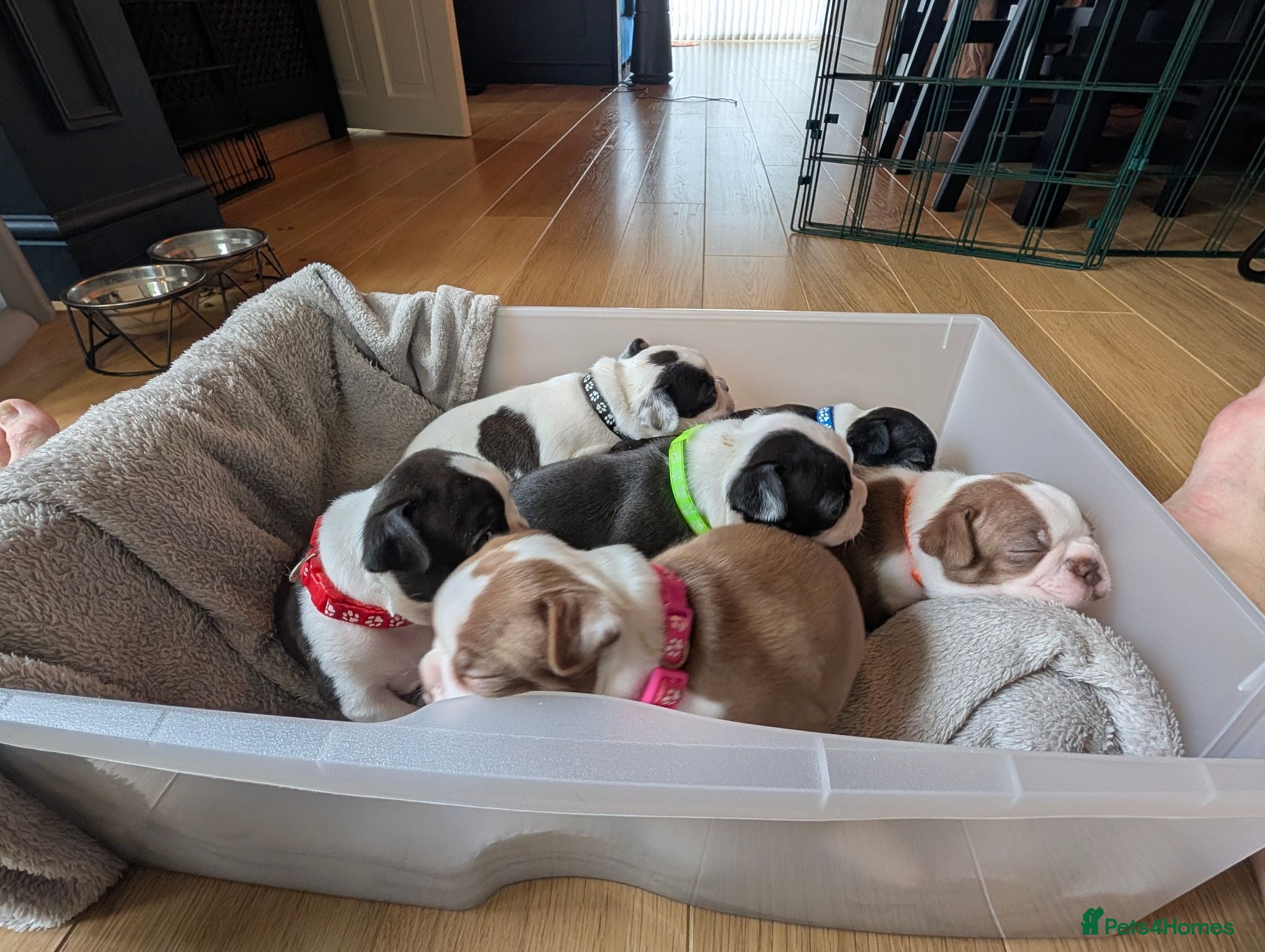 Boston Terrier dogs Boston Terrier Puppies  - Advert 1