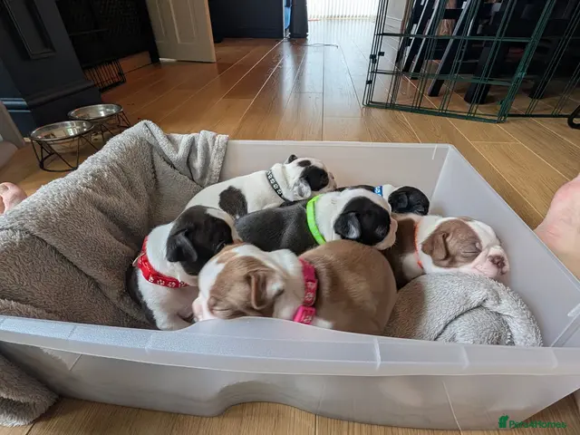 Boston Terrier dogs for sale: Boston Terrier Puppies - Advert 1