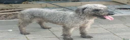 Mixed Breed dogs for sale: Bedlington/Patterdale - Advert 5