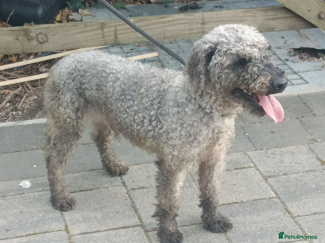 Mixed Breed dogs for sale: Bedlington/Patterdale - Advert 5