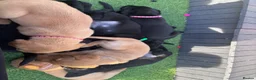 Labrador Retriever dogs for sale: Labrador puppies ready to go this weekend in Ruthin - Advert 2