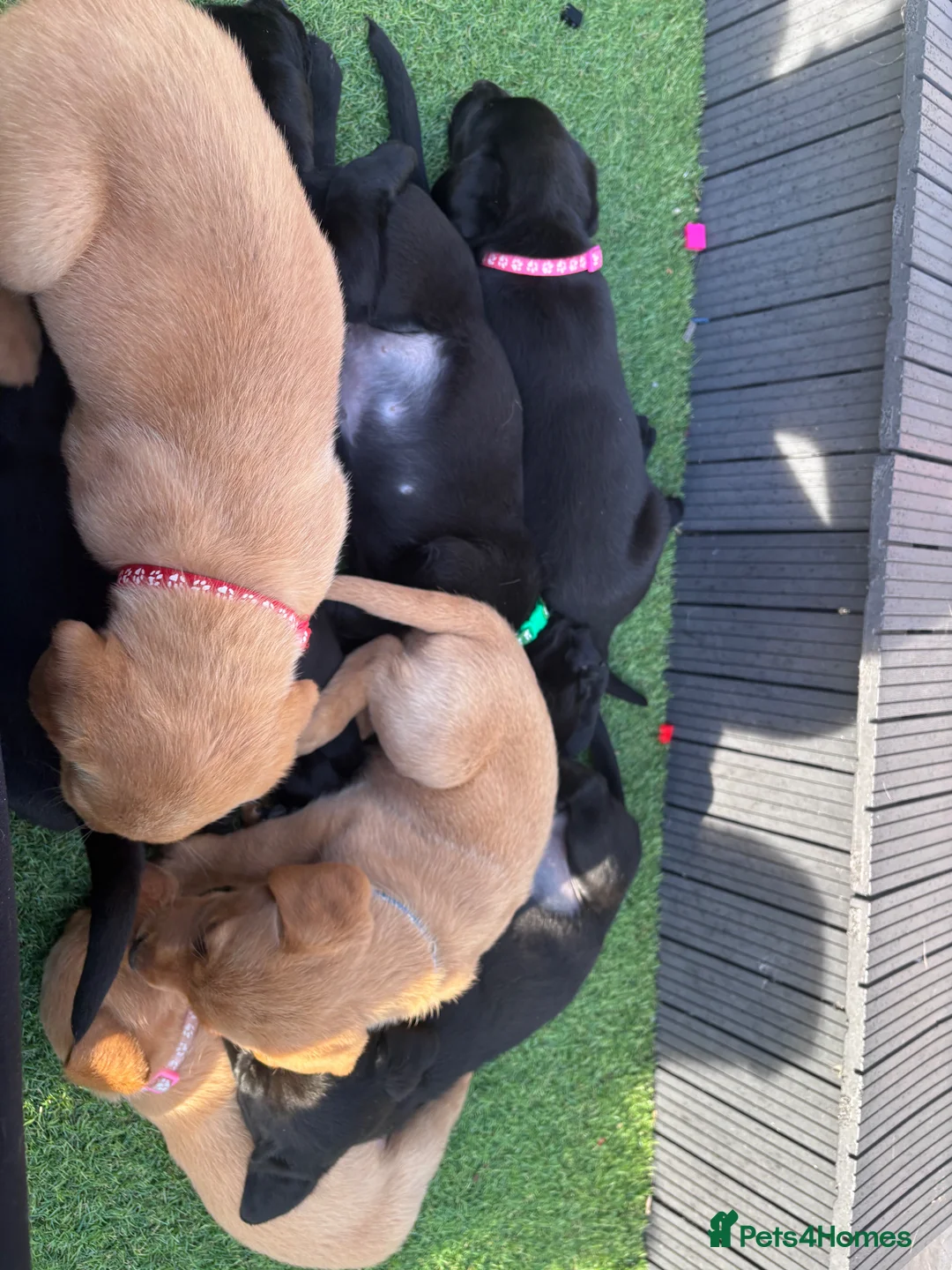 Labrador Retriever dogs for sale: Labrador puppies ready to go this weekend in Ruthin - Advert 2
