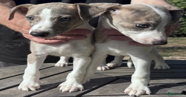 Whippet dogs - Advert 3