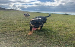 Mixed Breed dogs for sale: Beautiful Rottweiler x Belgian Mallonis  - Advert 2