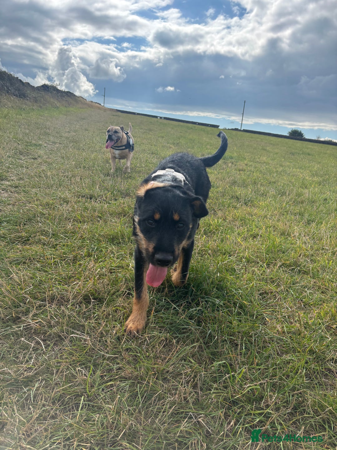Mixed Breed dogs for sale: Beautiful Rottweiler x Belgian Mallonis  - Advert 2