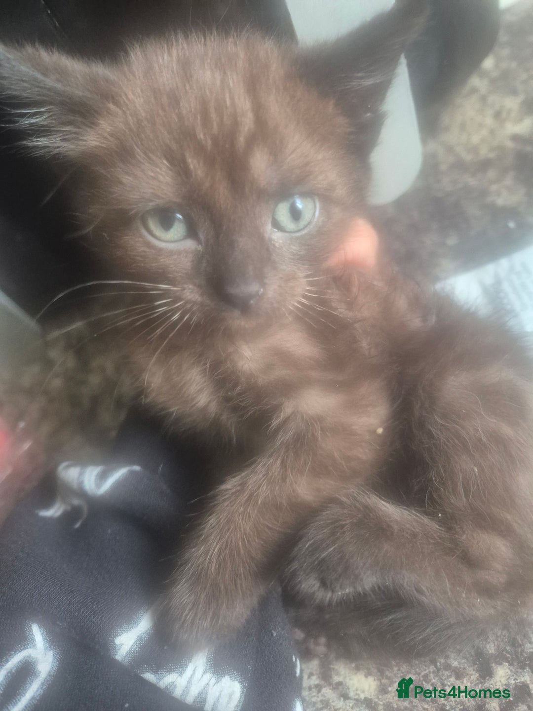 Russian Blue cats for sale: Blue Russian mixed - Image 8