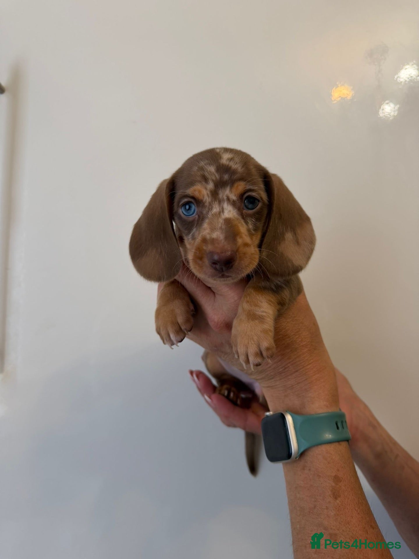Miniature Dachshund dogs 🤩3 stunning miniature dachshund 🤩 - Advert 15