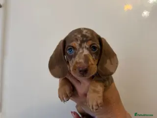 Miniature Dachshund dogs 🤩3 stunning miniature dachshund 🤩 - Advert 15