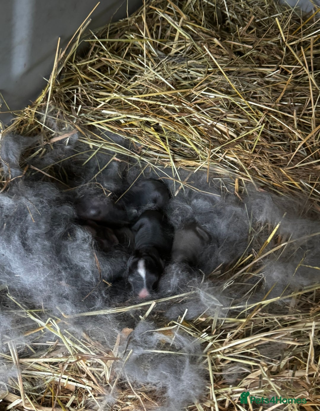 Mini Lion Lop rabbits for sale: 🩷🩵 4 Double mane mini lionlops 🩵🩷 - Advert 21