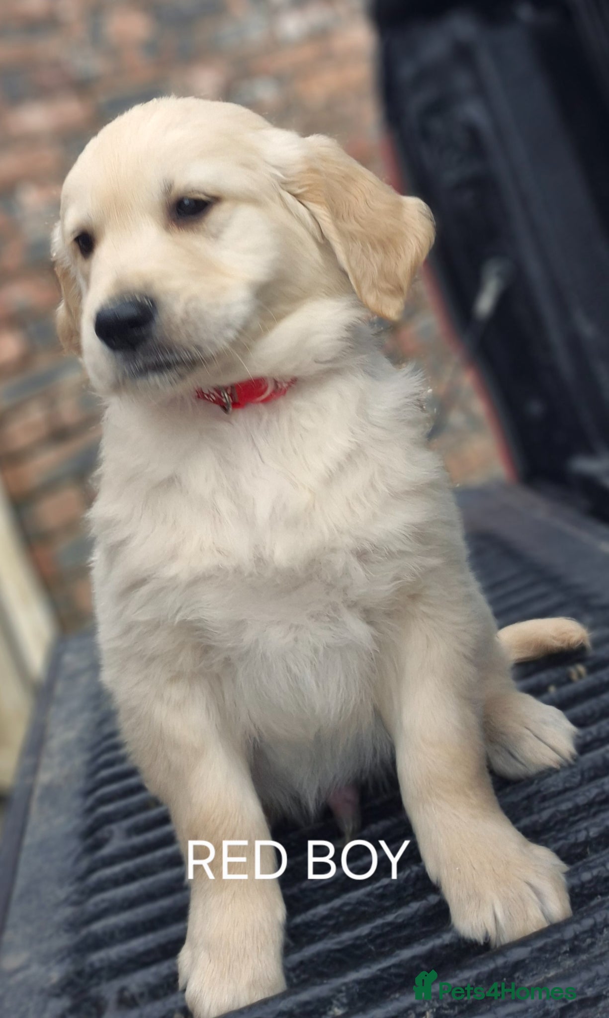 Golden Retriever dogs KC GOLDEN RETRIEVER PUPS SHOW CHAMPION PEDIGREE  - Advert 1