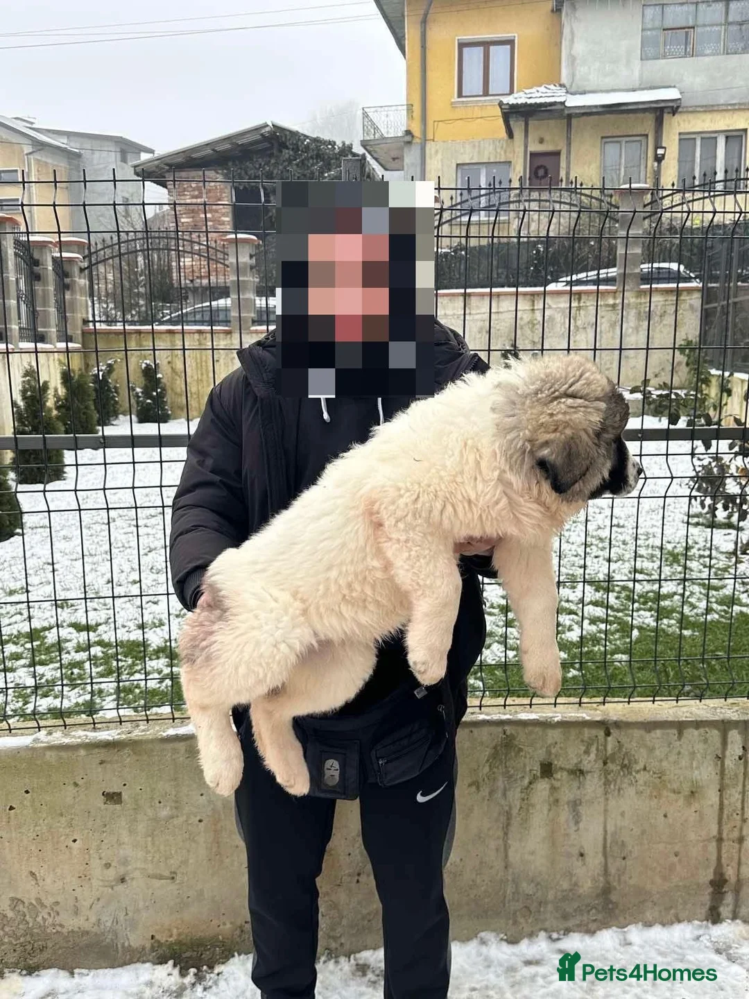 Caucasian Shepherd Dog dogs for sale: Caucasian Shepherd (Ovcharka) female puppy top Qlt - Advert 2