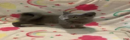 Scottish Fold cats for sale: Lovely & Energetic, Blue Scottish Straight Kitten! - Advert 6