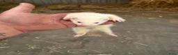Ferret rodents for sale: Hob ferret  - Advert 1