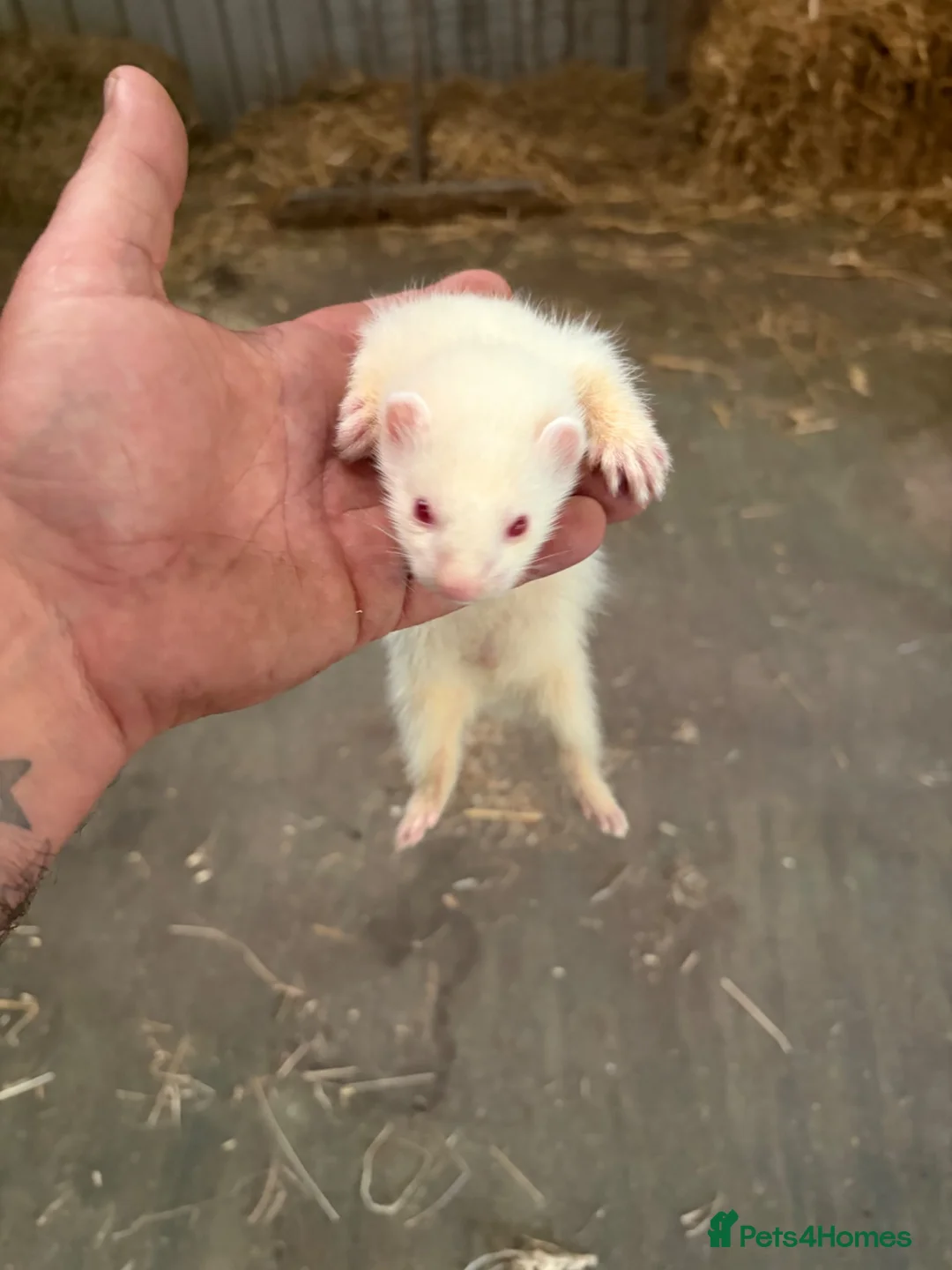 Ferret rodents for sale: Hob ferret  - Advert 1