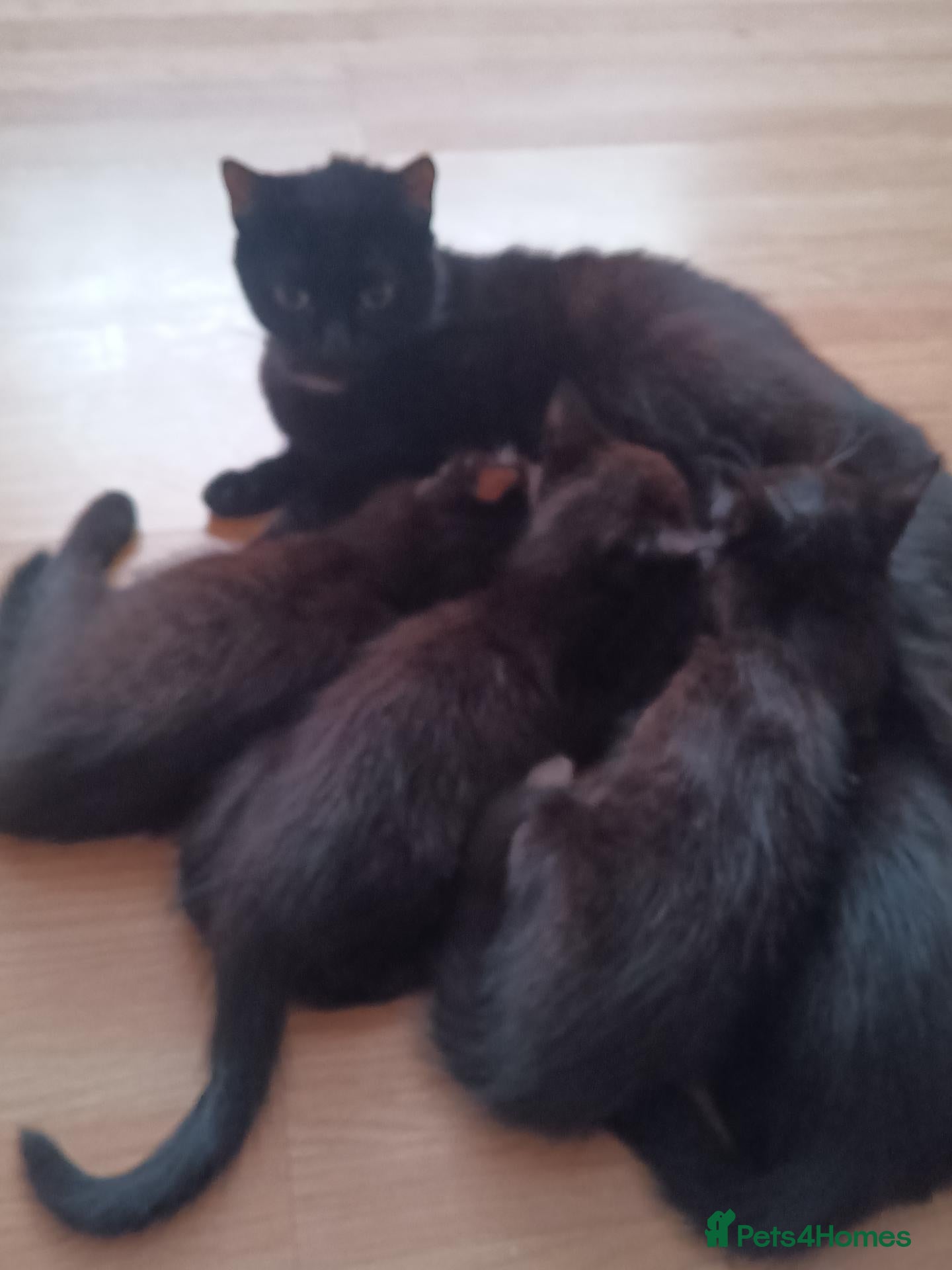 Domestic Shorthair cats The Kittens are looking for a lovleyhouse  - Advert 18