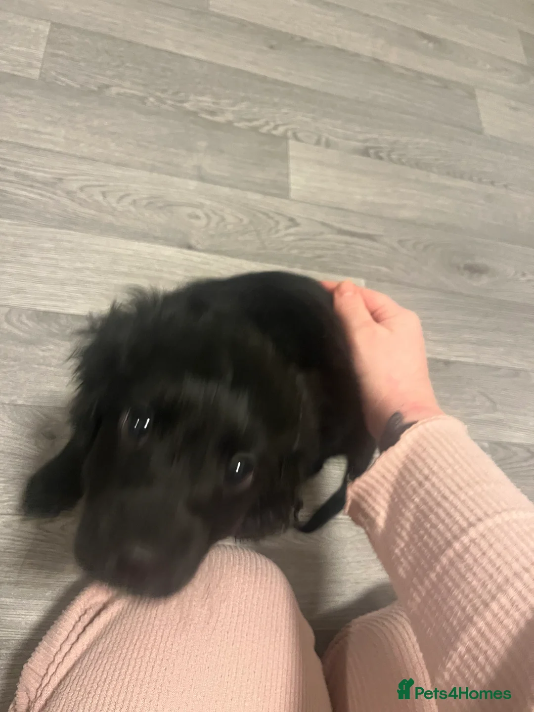 Mixed Breed dogs for sale: Black cavapoo - Advert 2