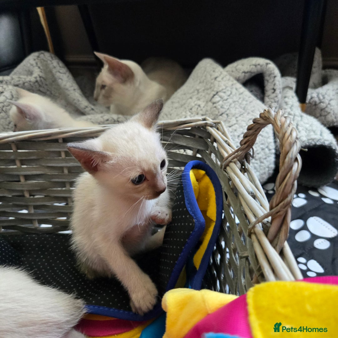 Tonkinese cats for sale: Registered, pedigree 1st generation,  VET checked  - Image 13