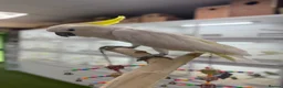 Cockatoo birds for sale: Sulphur crested Cockatoo  - Advert 5