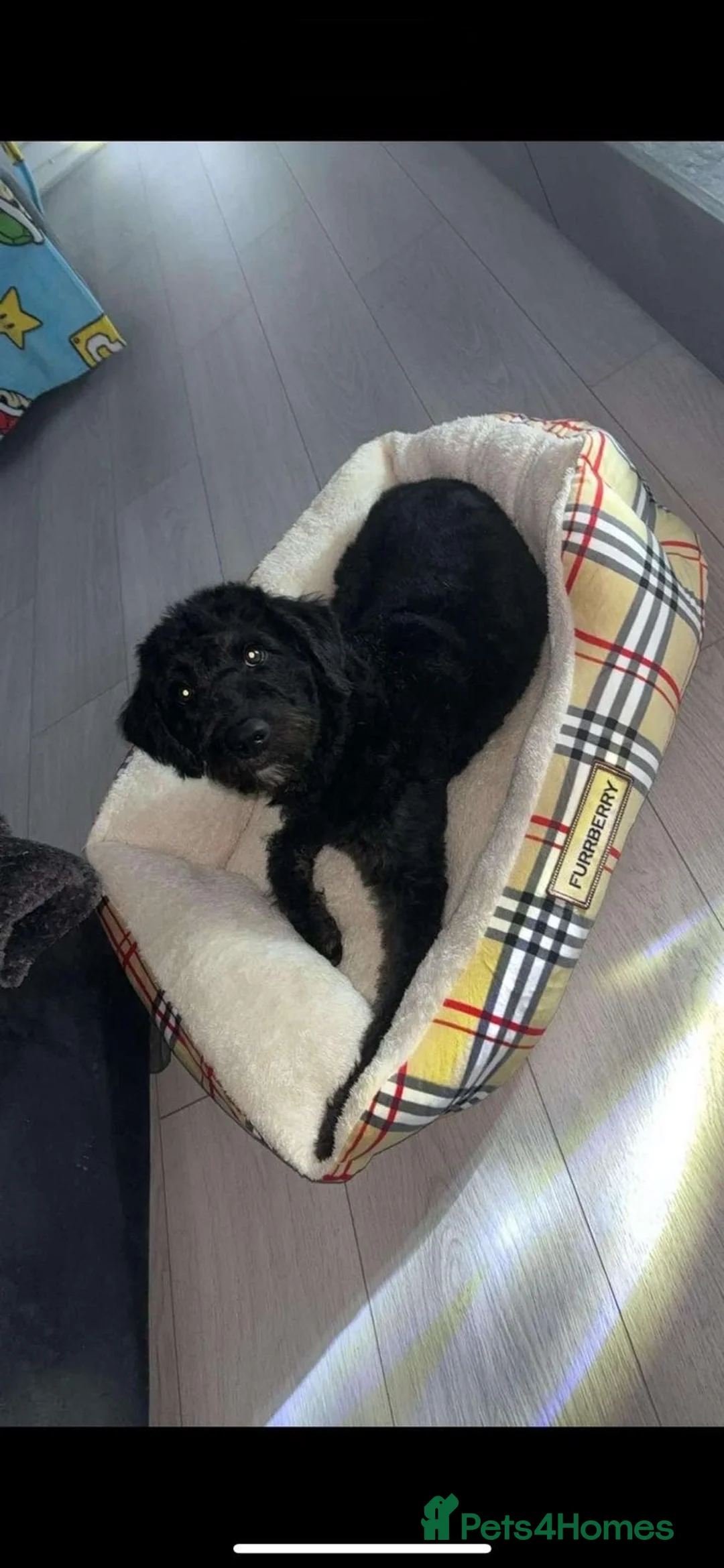 Labradoodle dogs for sale: Miniature labradoodles for sale  - Advert 3