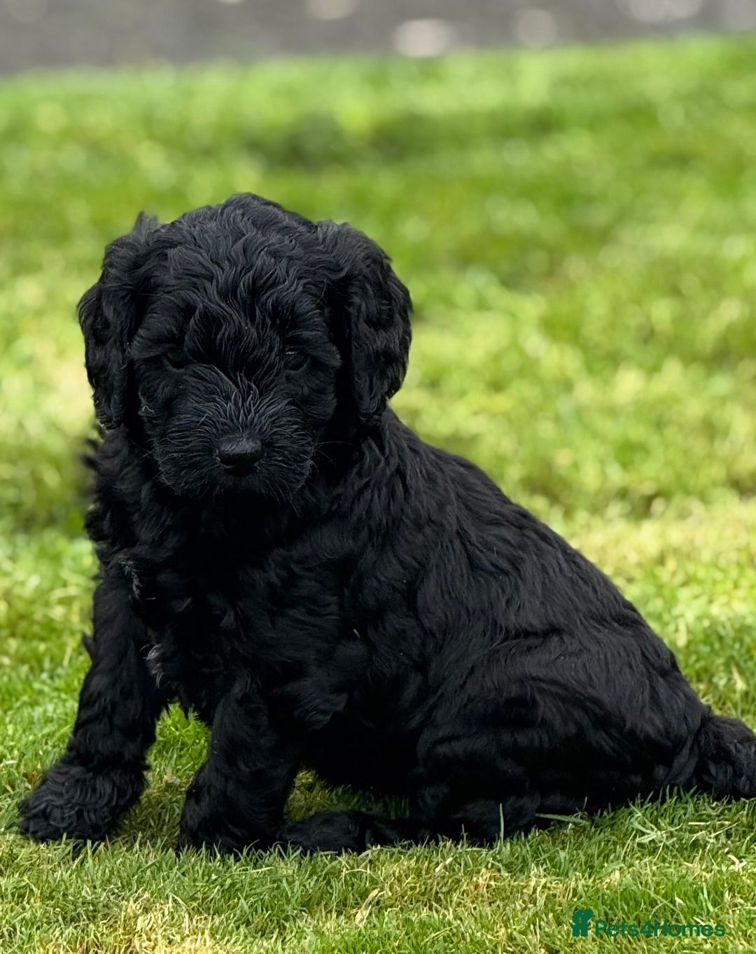 Mixed Breed dogs for sale: 🐾F3 Irish X Australian Labradoodle Puppies  - Advert 31