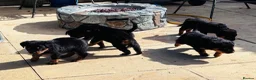 Rottweiler dogs for sale: ELITE KC REGISTERED GERMAN ROTTWEILER PUPPIES  - Advert 28