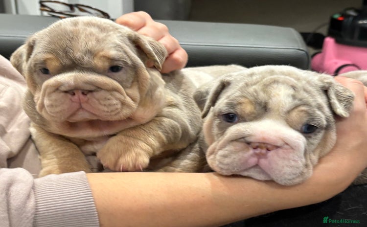 English Bulldog dogs - Advert 13