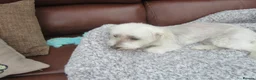 Maltese dogs for sale: Maltese - 7 year old girl - Advert 5
