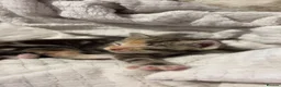 Mixed Breed cats for sale: Luna  - Advert 6