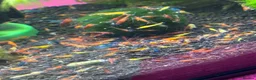 Shrimps fish for sale: Mixed shrimps 50p each  - Advert 3