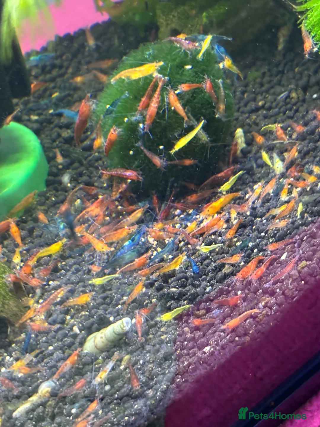 Shrimps fish for sale: Mixed shrimps 50p each  - Advert 3