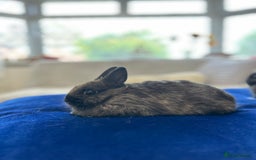 Netherland Dwarf rabbits for sale: Pure bred Netherlands dwarfs pairs  - Image 12