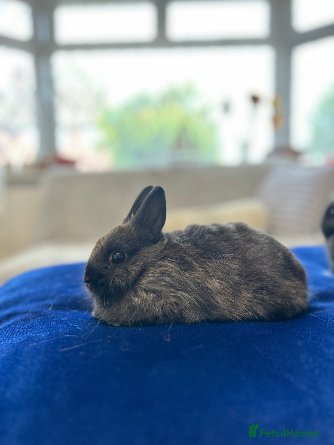 Netherland Dwarf rabbits for sale: Pure bred Netherlands dwarfs pairs  - Image 12