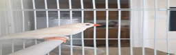 Finches birds for sale: Mixed aviary born Zebra Finch - Advert 8