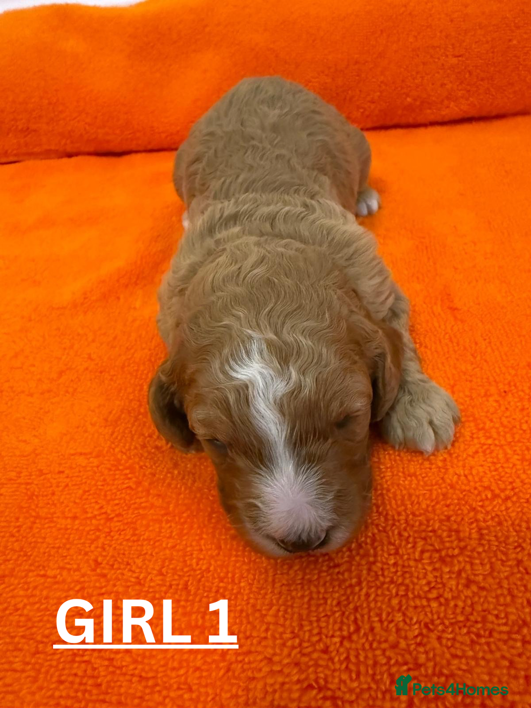 Cavapoo dogs for sale: Beautiful F1b Cavapoo's Health Tested Parents - Advert 7