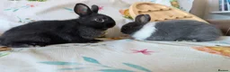 Netherland Dwarf rabbits for sale: Netherland dwarf rabbits - Advert 17