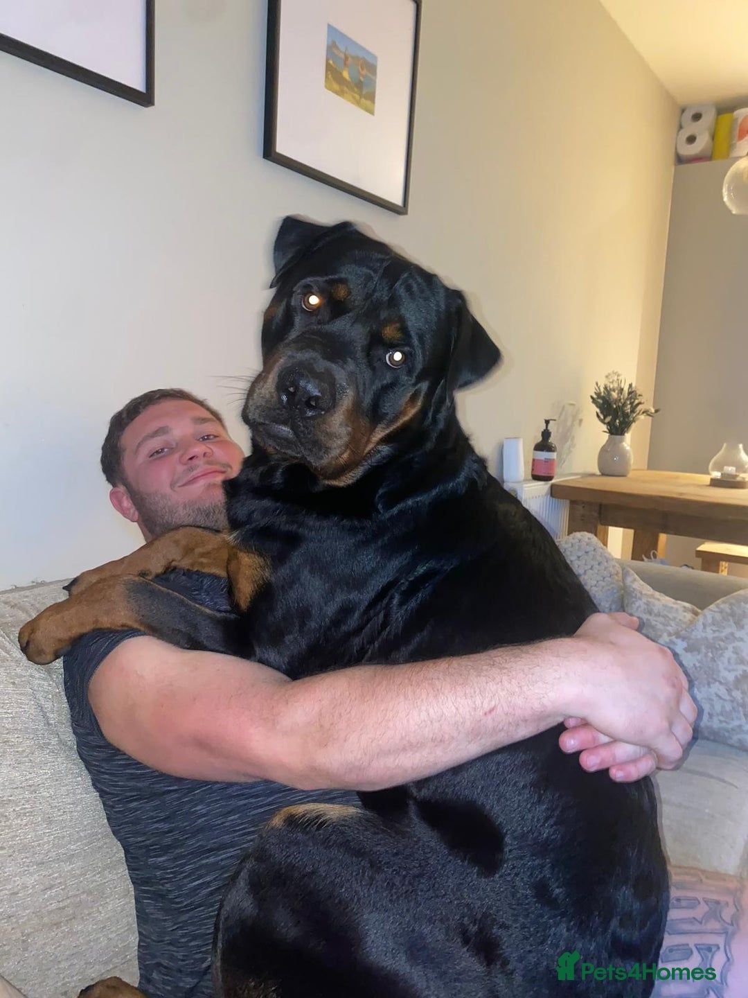 Rottweiler dogs for stud: Champion Rottweiler for Stud - Image 7